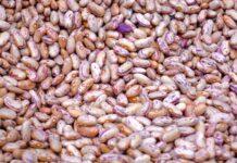 Refrendan diálogo y respaldo a productores de frijol en Zacatecas